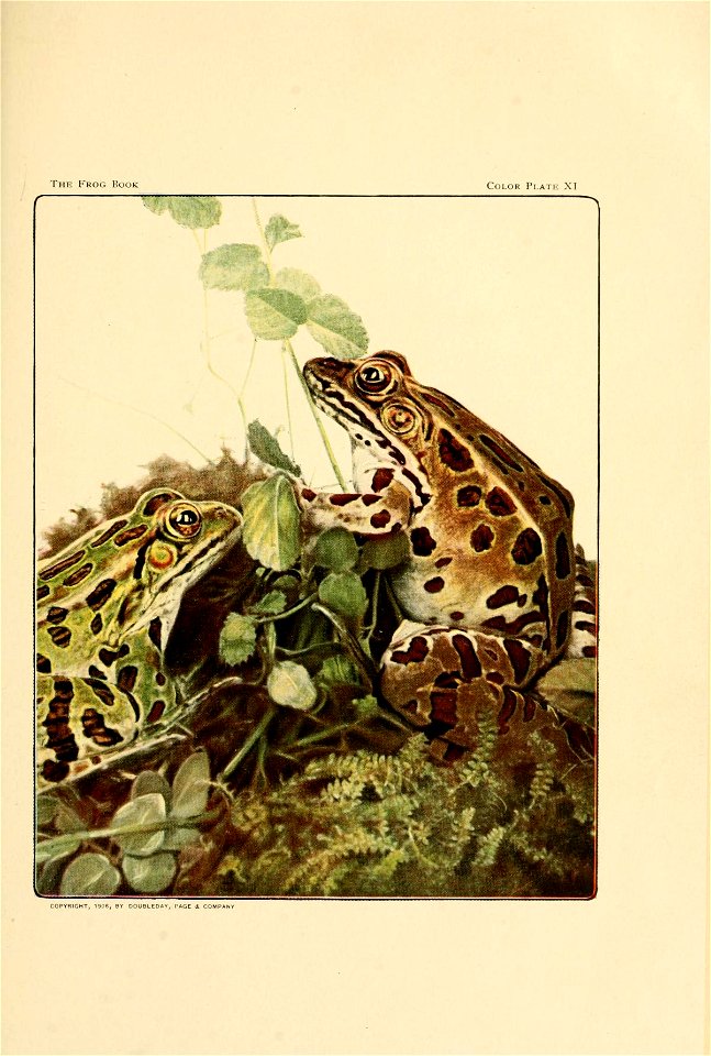 THE LEOPARD FROG [Rana pipiens Shreber]. Male (left) and female (right). Ithaca, N. Y. The Leopard Frog may be oreen or brown. It has rounded dark spots outlined with light.