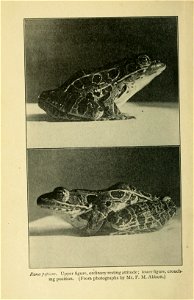 The biology of the frog / by Samuel J. Holmes. photo