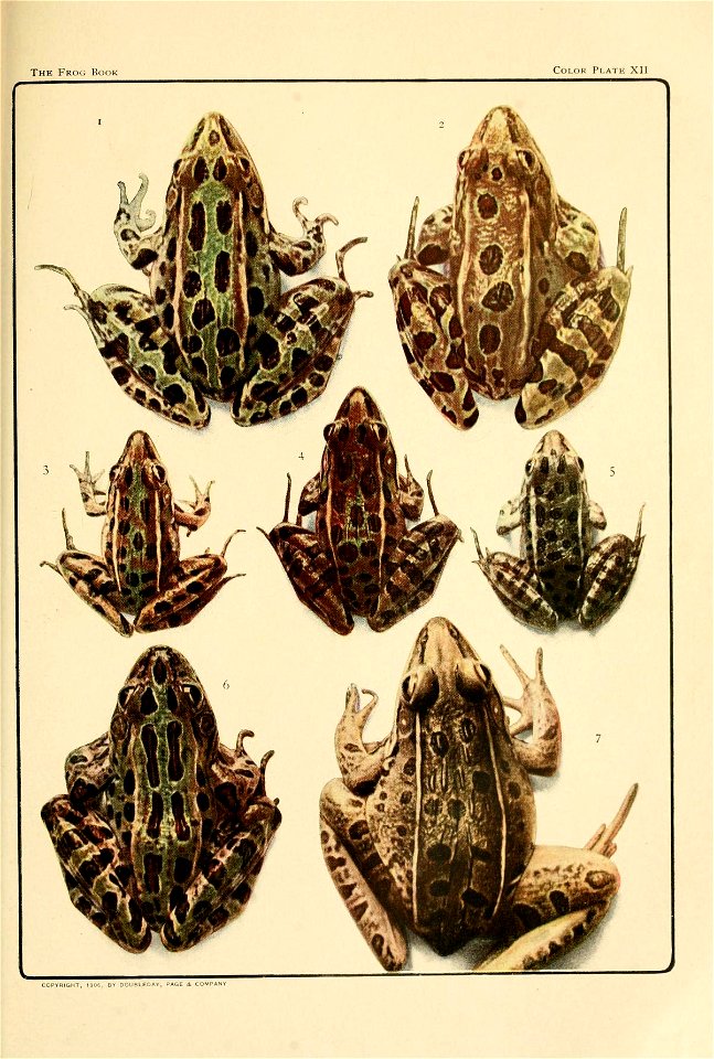 To show the coloration of some spotted frogs of North America. 

Figs. I and 2.— THE COMMON LEOPARD FROG [Rana pipiens Shreber, Rhode Island]. Typical pattern of coloration and great divergence from i