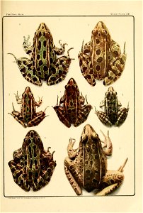 To show the coloration of some spotted frogs of North America. 

Figs. I and 2.— THE COMMON LEOPARD FROG [Rana pipiens Shreber, Rhode Island]. Typical pattern of coloration and great divergence from i