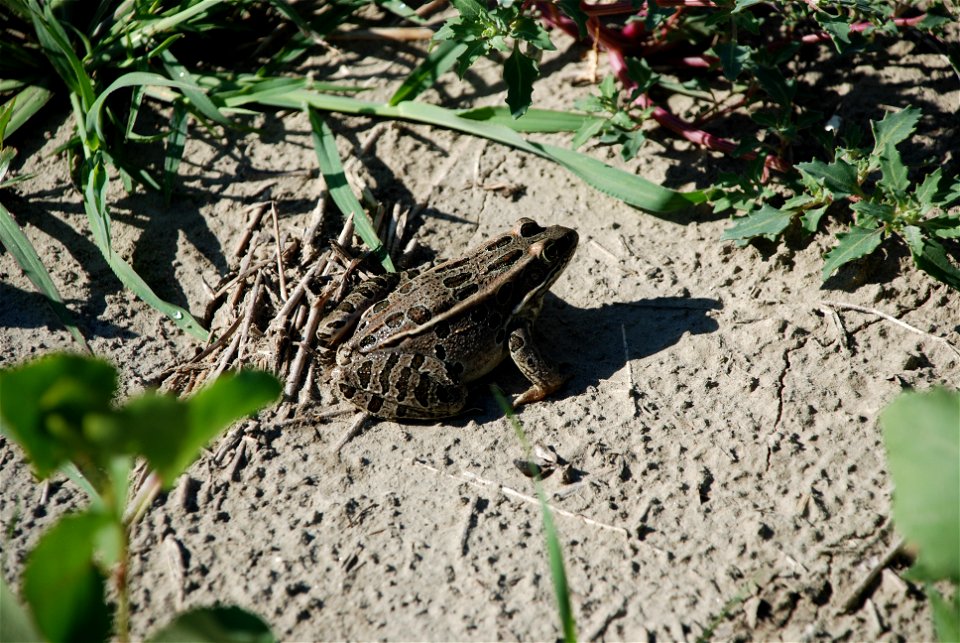 Northern Leopard Frog on the bank of the Milk River near Glasgow, MT. August 2011.