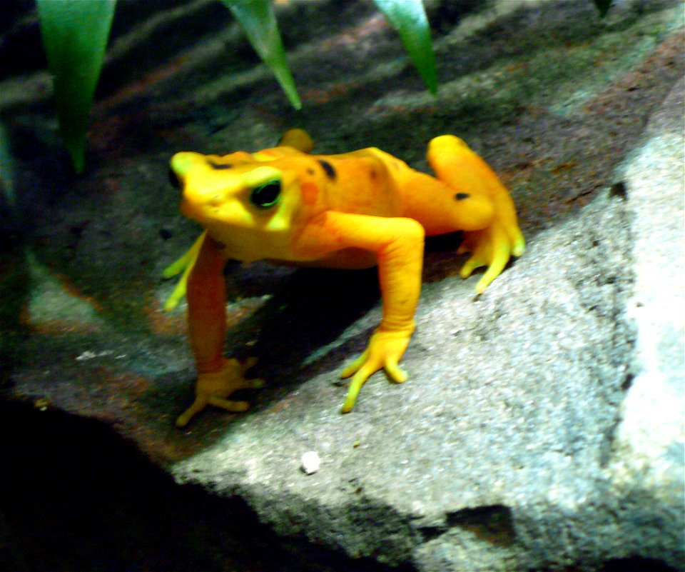 Panamanian golden frog (Atelopus zeteki)