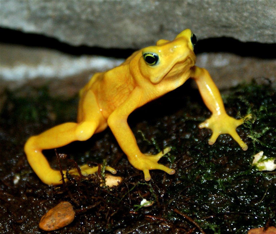 Panamanian Golden Frog (Atelopus zeteki)