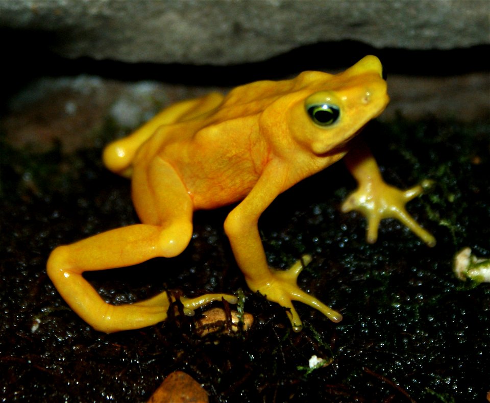 Panamanian Golden Frog (Atelopus zeteki)