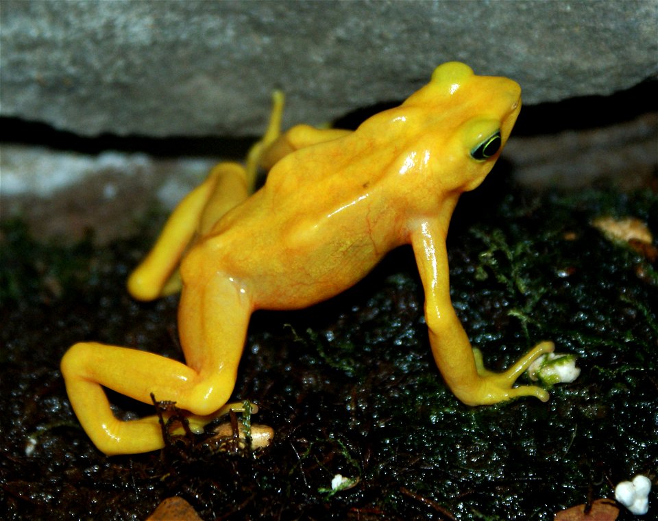 Panamanian Golden Frog (Atelopus zeteki)