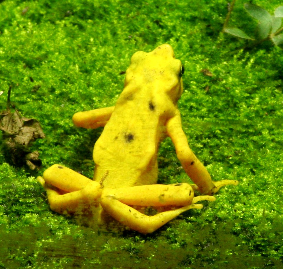 Atelopus zeteki, Panamanian golden frog (Atelopus zeteki, a.k.a. Atelopus varius zeteki) at the Buffalo Zoo