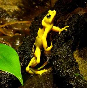 Atelopus zeteki, Panamanian golden frog (Atelopus zeteki, a.k.a. Atelopus varius zeteki) at the Buffalo Zoo
