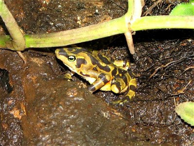 Panamanian golden frog