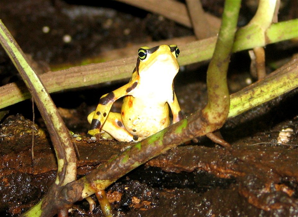 Atelopus zeteki - Panamonian Golden Frog