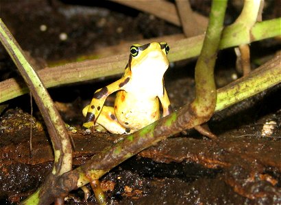 Atelopus zeteki - Panamonian Golden Frog
