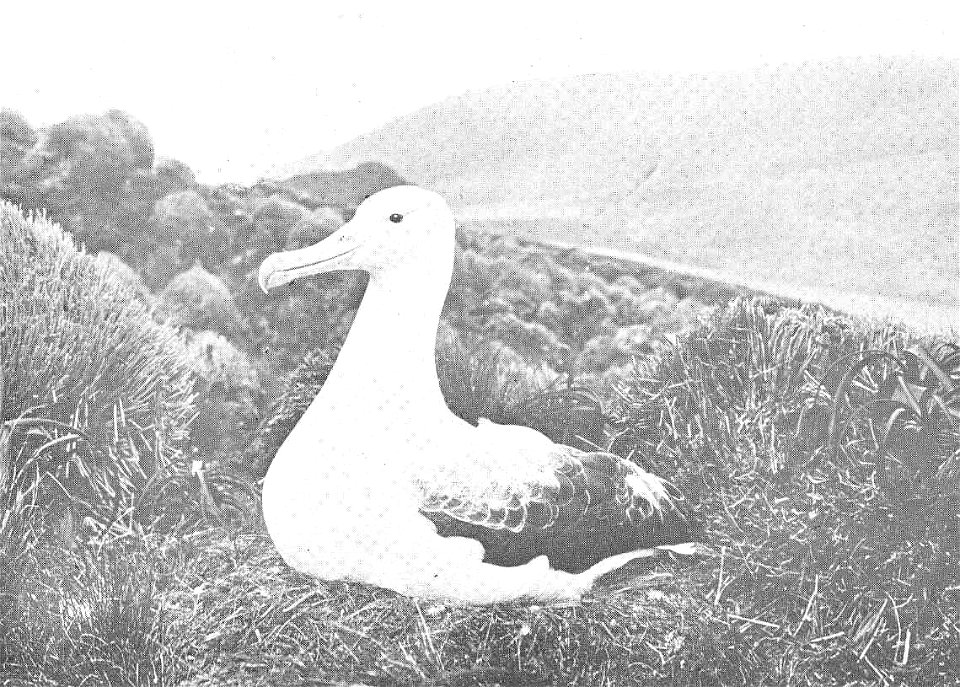 Royal Albatros (Diomedea regia) on Nest, Campbell Island
Subject: Albatrosses, Diomedea
Tag: Water Birds