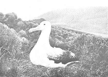Royal Albatros (Diomedea regia) on Nest, Campbell Island
Subject: Albatrosses, Diomedea
Tag: Water Birds