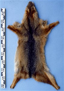 Colpeo fox fur skin (Pseudalopex culpaeus, former Dusicyon  culpaeus). Fur skin collection, Bundes-Pelzfachschule, Frankfurt/Main, Germany