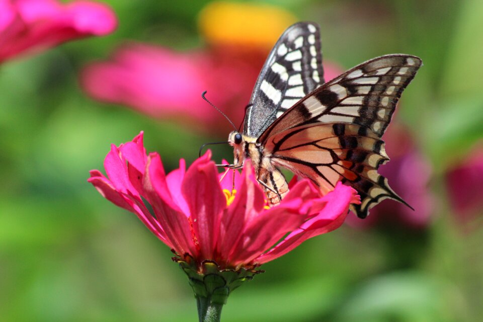 Nature flower bloom photo