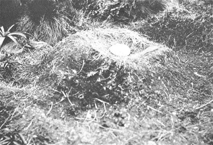 Diomedea epomophora syn. D. regia

 Nest and Egg of Royal Albatros (Diomedea regia), Campbell Island
Subject: Albatrosses--Nests, Diomedea--Nests
Tag: Water Birds