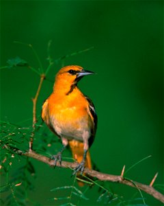 Bullock's Oriole, Icterus bullockii