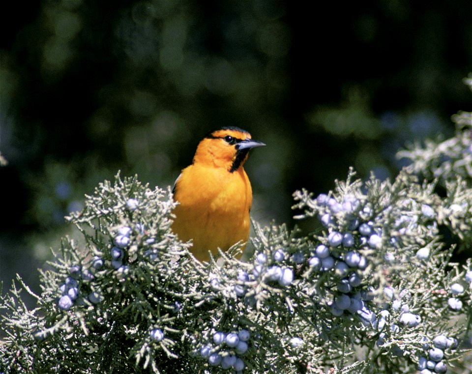 Bullock's Oriole, Icterus bullockii