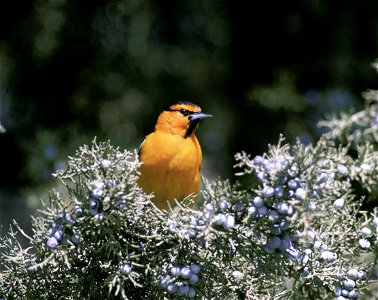 Bullock's Oriole, Icterus bullockii