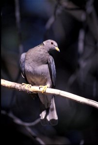 :  Band-tailed Pigeon (Columba fasciata --> Patagioenas fasciata); de: Bandtaube