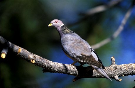 : Band-tailed Pigeon (Columba fasciata --> Patagioenas fasciata); de: Bandtaube photo