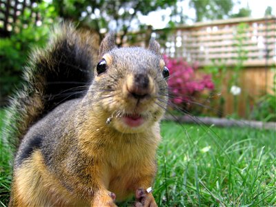 Douglas squirrel