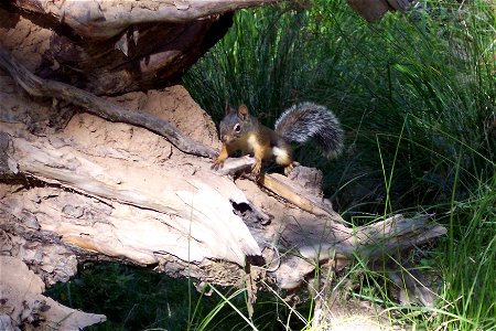 Douglas Squirrel in Sequoia National Park