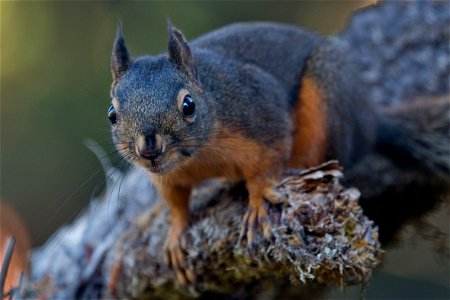 Douglas's Squirrel