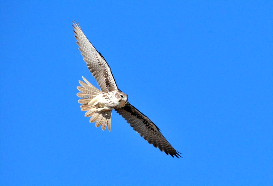 Prairie falcons are occasionally spotted on Seedskadee NWR.  Some years, a pair or two will nest on the cliff faces along the Green River.  During the spring and fall migrations, they can be spotted i