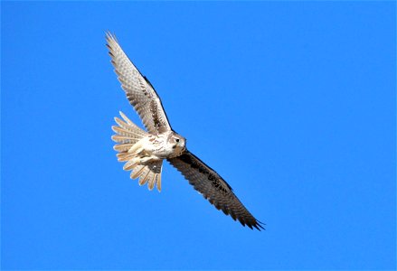 Prairie falcons are occasionally spotted on Seedskadee NWR. Some years, a pair or two will nest on the cliff faces along the Green River. During the spring and fall migrations, they can be spotted i photo