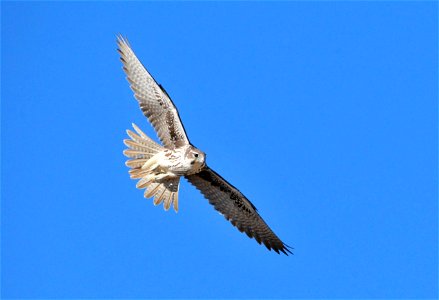 Prairie falcons are occasionally spotted on Seedskadee NWR.  Some years, a pair or two will nest on the cliff faces along the Green River.  During the spring and fall migrations, they can be spotted i