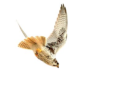 Prairie falcons are common spring and fall migrants, with a few remaining to winter on Seedskadee NWR. Horned larks are one of their prefered prey, and prairie falcons can be spotted at times stoopin photo