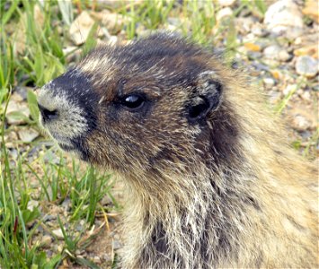 Marmota caligata near Lake Helen, Banff National Park, Canada.