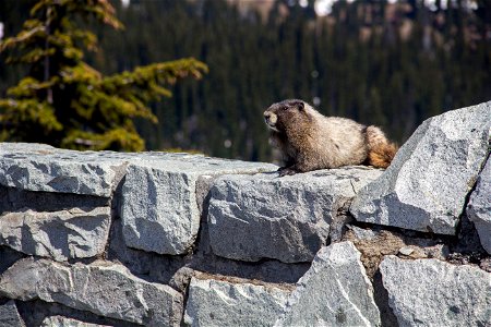 A hoary marmot found at Sunrise Point NPS photo by Emily Brouwer photo