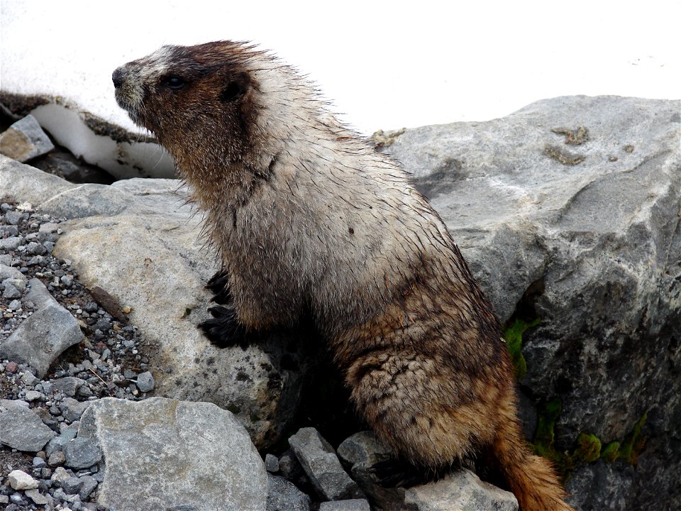 A Hoary Marmot along the Fourth Crossing Trail near Paradise.

NPS Photo by Steve D. Redman.