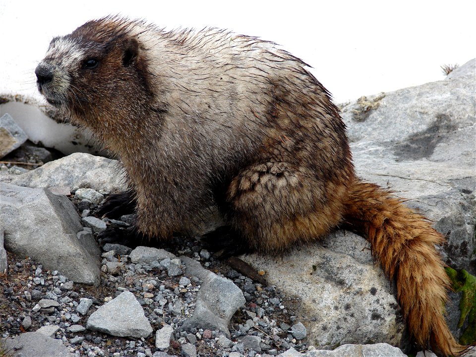A Hoary Marmot along the Fourth Crossing Trail near Paradise.

NPS Photo by Steve D. Redman.