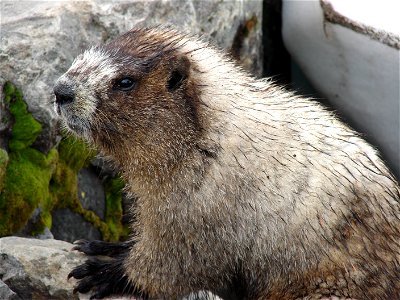 A Hoary Marmot along the Fourth Crossing Trail near Paradise.

NPS Photo by Steve D. Redman.