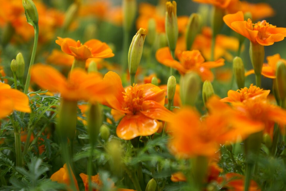 Tagetes flower flowering