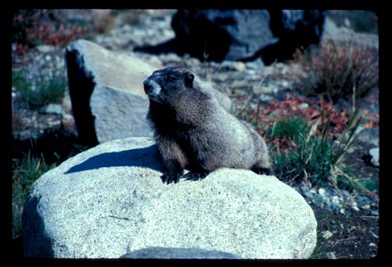 marmot photo