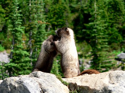 Marmot photo