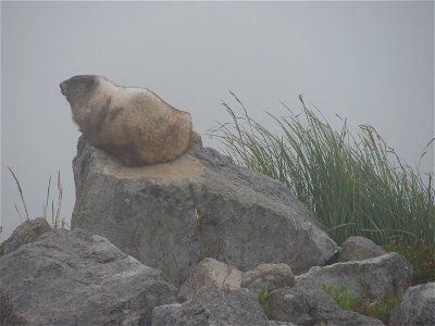 marmot photo