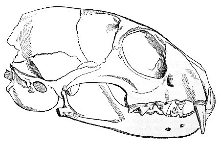The cat : an introduction to the study of backboned animals, especially mammals / by St. George Mivart. Skull of Prionailurus planiceps
