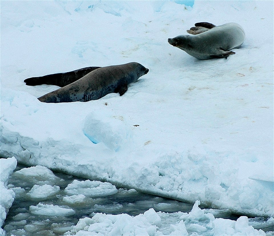 Seals in Antarctica