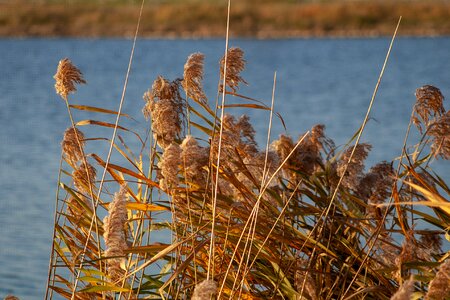 Nature lake water photo