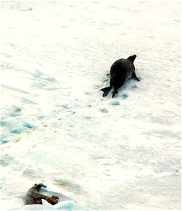 Seals in Antarctica