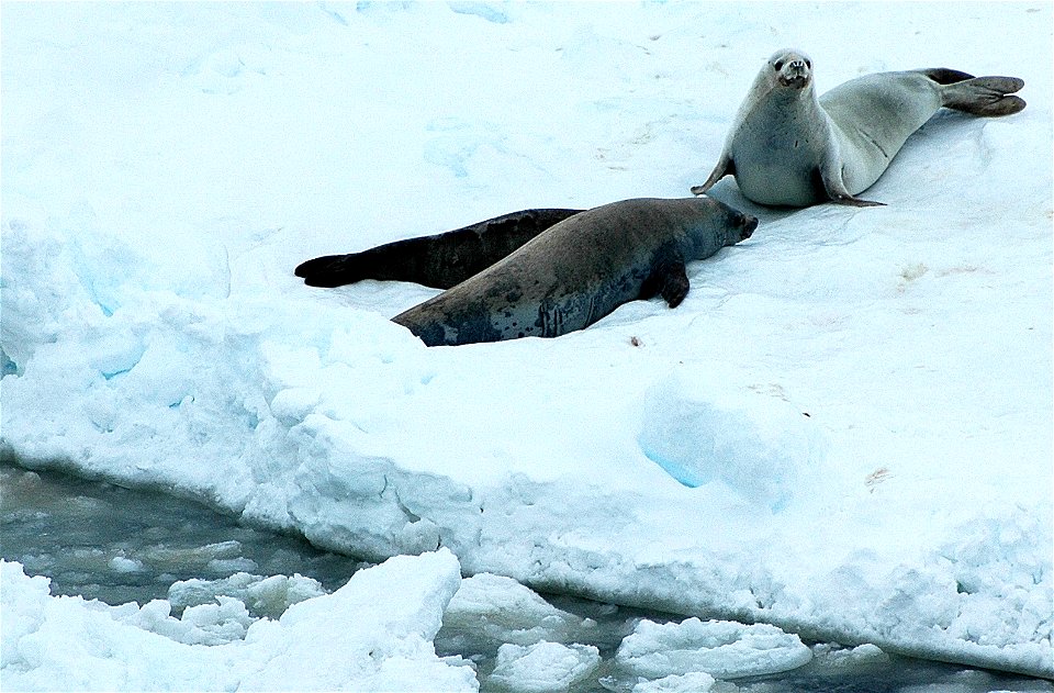 Seals in Antarctica