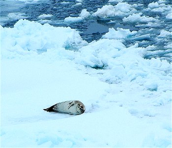Seals in Antarctica