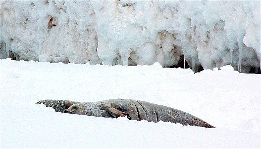 Dead seal in Antarctica