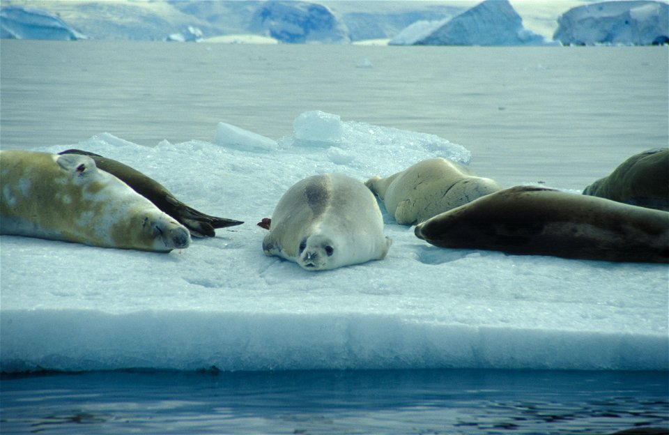 Crabeater seals on an ice floe, South Shetland Islands.
   Image ID: fish9036, NOAA's Fisheries Collection
   Location: Antarctica, South Shetland Islands
   Photographer: Dr. Roger Hewitt, NOAA NMFS 