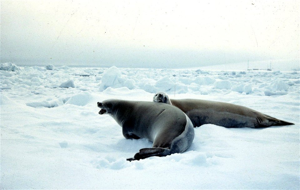 Par de focas descansando sobre el brush ice en puerto Soberanía - Bahía Chile. Al fondo se divisa la Base Arturo Prat de la Armada de Chile.