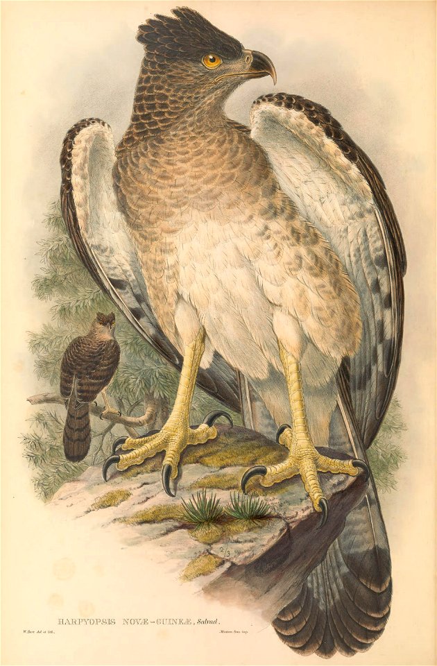 Harpyopsis novaeguineae - The birds of New Guinea and the adjacent Papuan islands : including many new species recently discovered in Australia. v.1 (Plate III).